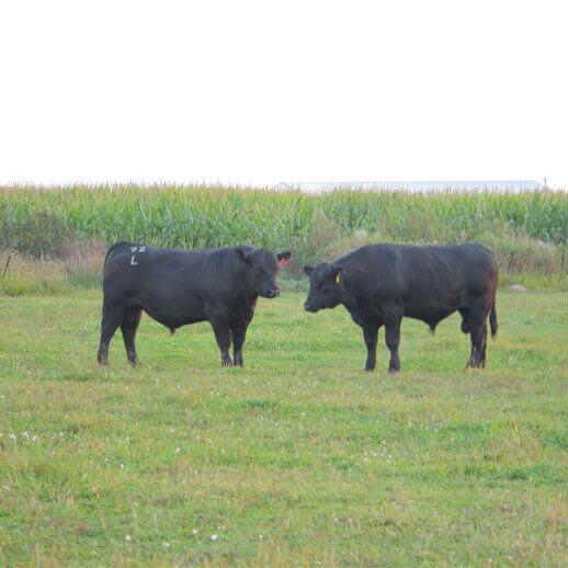 cattle for sale